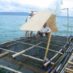 From seaweeds to milkfish